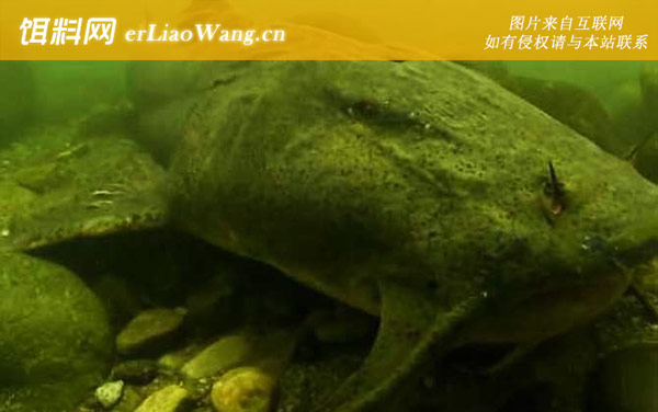 巨魾:分布范围