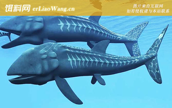 利兹鱼:生活习性