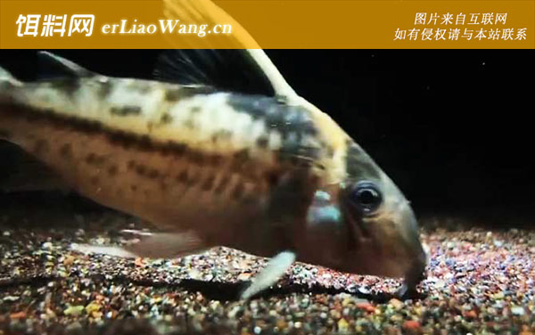 老鼠鱼:分布范围