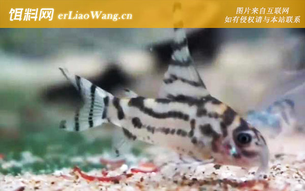 老鼠鱼:种类划分