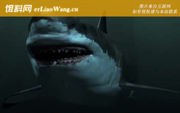 巨齿鲨:物种论述