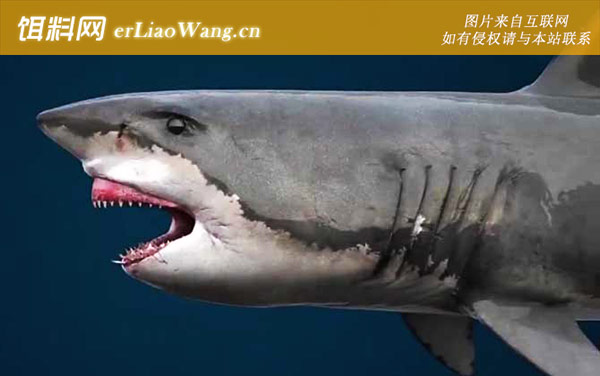 巨齿鲨:生活习性