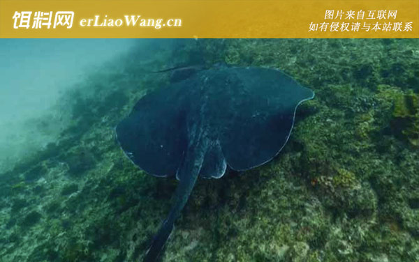 巨型黄貂鱼:分布范围