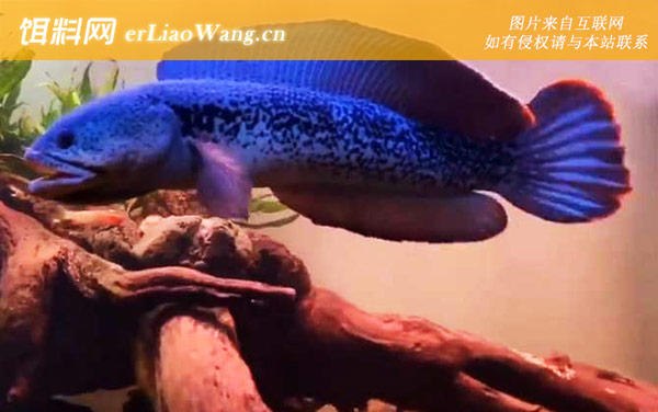 雷龙鱼:生活习性