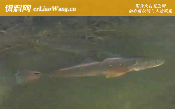 美国红鱼:分布范围