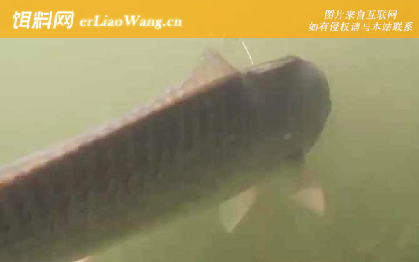 美国红鱼:生活习性