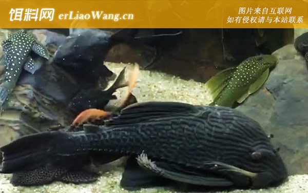 清洁工鱼:生活习性