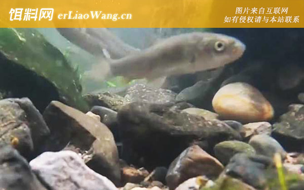 裂腹鱼是什么鱼-分布范围