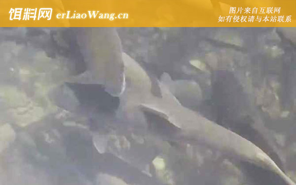 裂腹鱼:生活习性