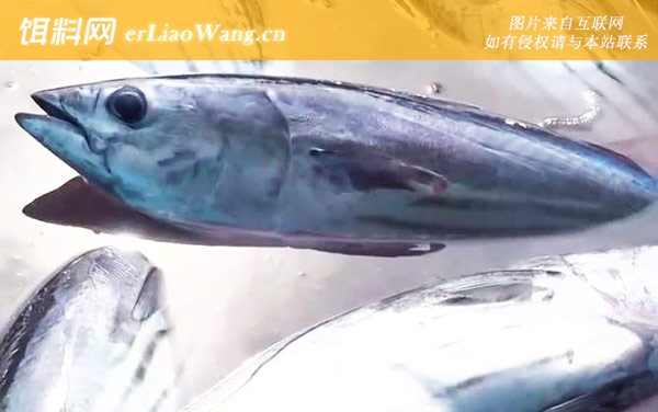 炮弹鱼:分布范围