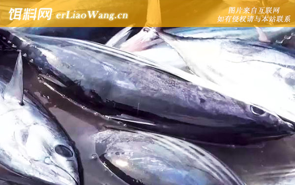 炮弹鱼:生活习性