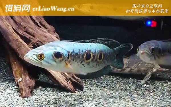 七彩海象:分布范围