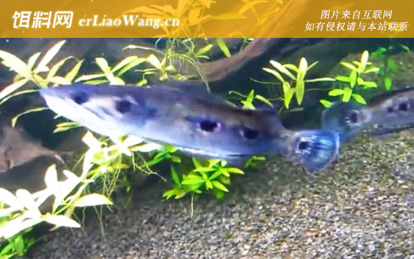 七彩海象:生活习性