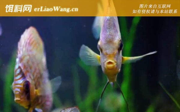 七彩鱼:分布范围