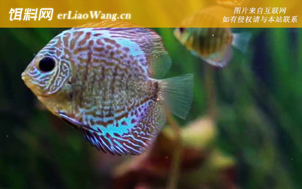 七彩鱼:生活习性