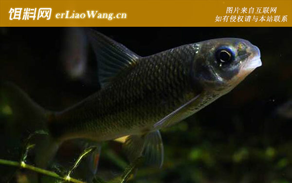 云南盘鮈鱼:分布范围