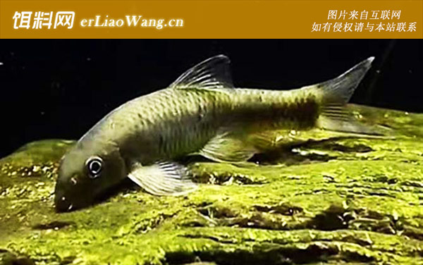 云南盘鮈鱼:生活习性