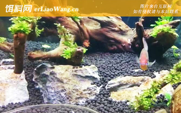 七彩凤凰:分布范围