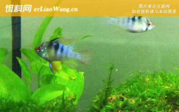 七彩凤凰:生活习性