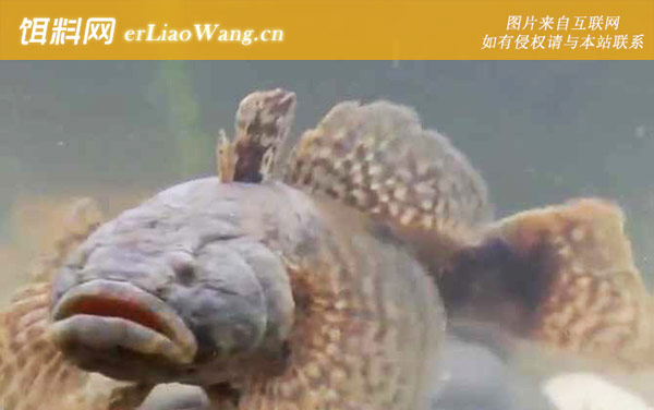 沙塘鳢:分布范围