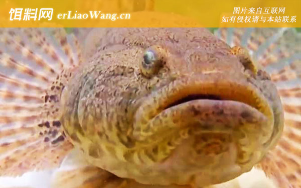 沙塘鳢:生活习性