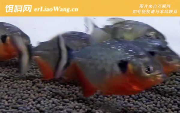 水虎鱼:分布范围