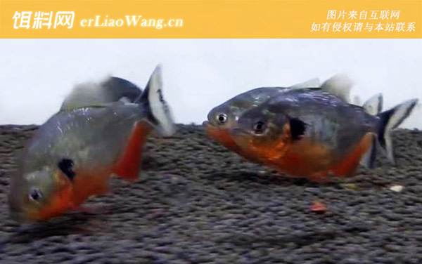 水虎鱼:生活习性