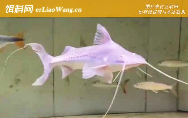 撒旦鸭嘴:分布范围