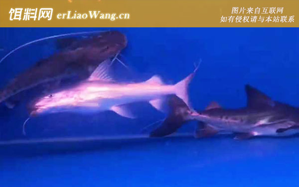 撒旦鸭嘴:生活习性