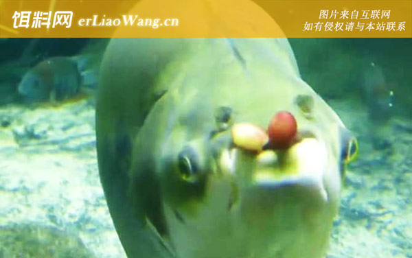 人齿鱼:分布范围