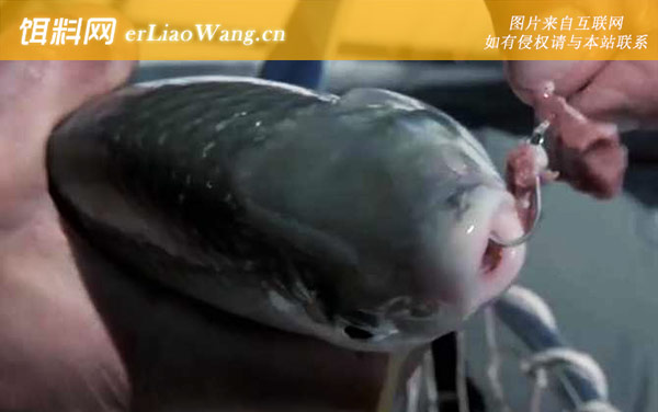 人齿鱼:生活习性