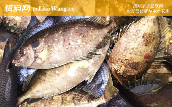 泥猛鱼:分布范围