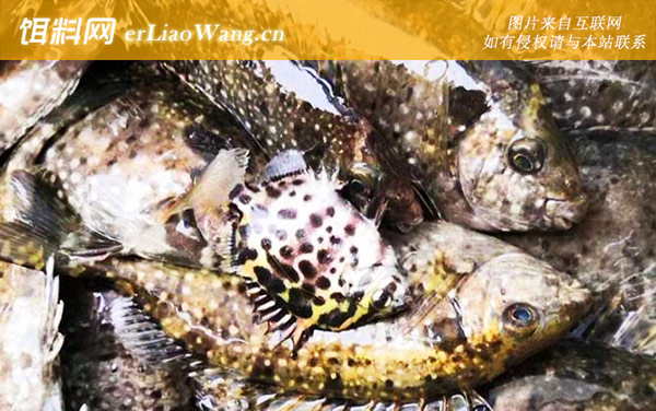 泥猛鱼:生活习性