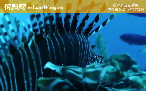 狮子鱼:鱼种论述