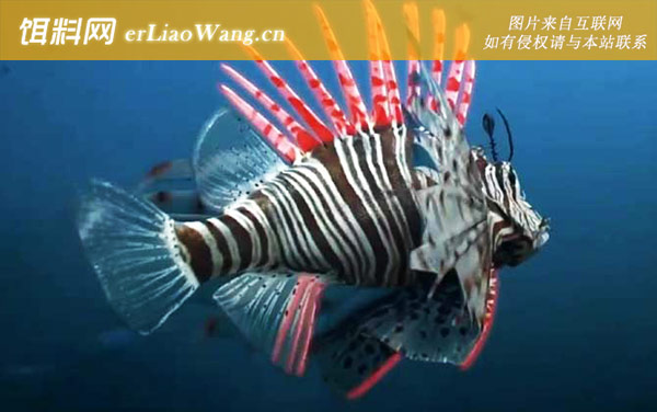 狮子鱼:形态特征