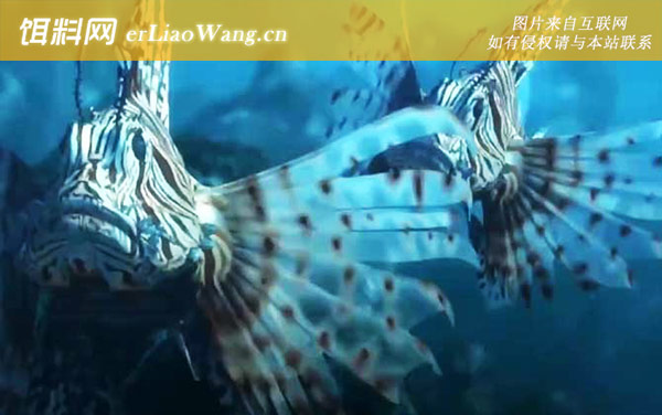 狮子鱼:分布范围