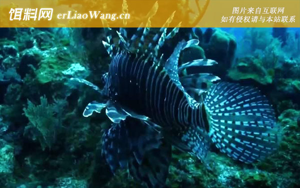 狮子鱼:生活习性