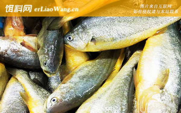 石首鱼:分布范围