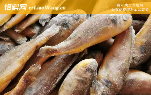 石首鱼:生活习性