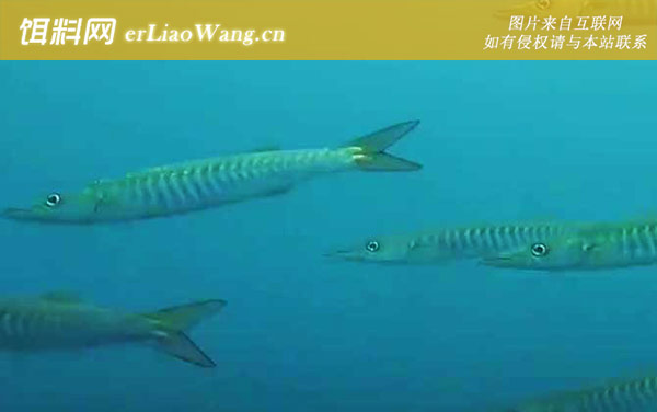 梭子鱼:分布范围