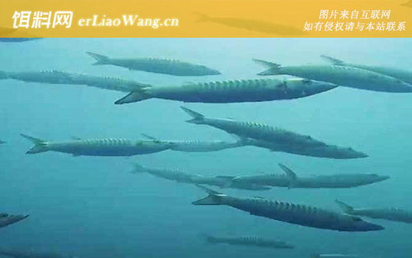 梭子鱼:生活习性