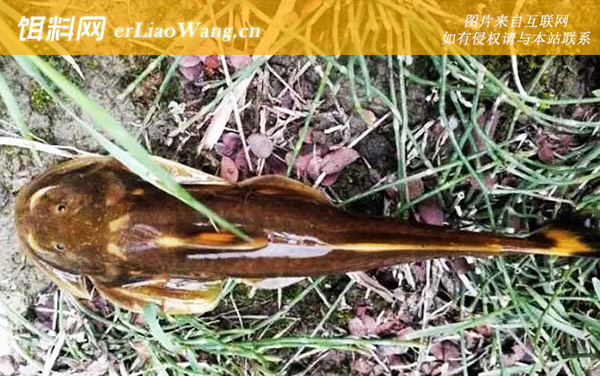 石巴子:分布范围