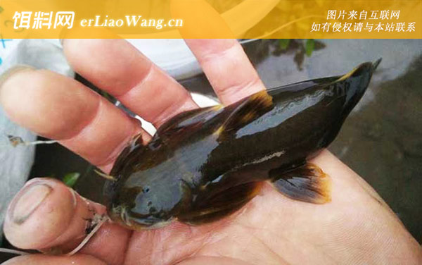 石巴子:生活习性