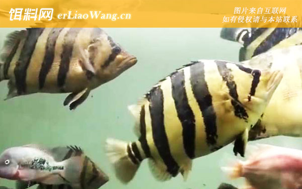 泰国虎鱼:分布范围