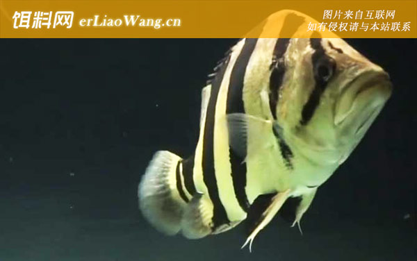 泰国虎鱼:生活习性