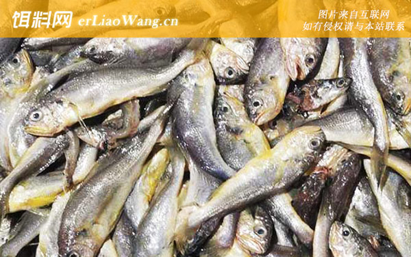 鳀鱼:生活习性