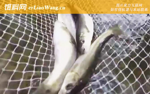 细鳞鱼:形态特征