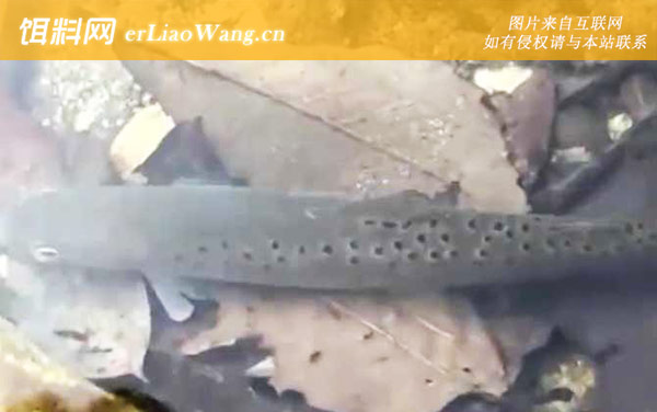 细鳞鱼:分布范围