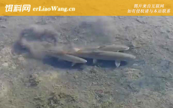 细鳞鱼:生活习性