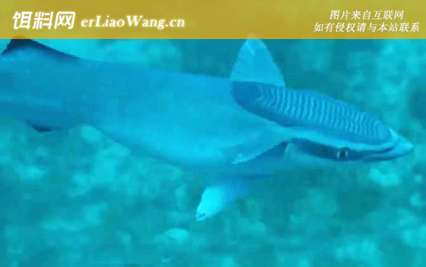 吸盘鱼:分布范围